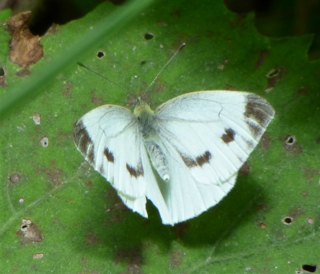 Pieris napi? Si, femmina